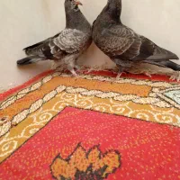 پرشی|پرنده|قم, ناصردیوان|دیوار