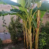 نهال درخت موز و انجیر ( گلابی)|گل و گیاه طبیعی|یزد, |دیوار