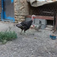 بوقلمون ماده