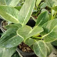 گل طبیعی برکین گلدون 14|گل و گیاه طبیعی|بابل, |دیوار