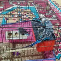 پرنده مرغ عشق