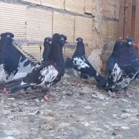 کبوتر کله ای درسوسنگرد.|پرنده|اهواز, منازل کارون|دیوار