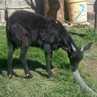 بزشیری|حیوانات مزرعه|مشگین شهر, |دیوار