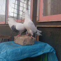 سفید کاکلی مهر مهر