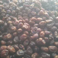 خرمای گنتار کارون|خوردنی و آشامیدنی|اهواز, اسماعیلیه|دیوار