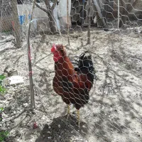 خروس محلی زیبا و سالم