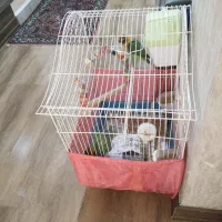 جفت طوطی برزیلی با تمام تجهزات|پرنده|کرج, جهان‌شهر|دیوار