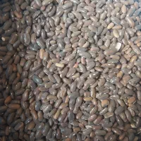 بذر لوبیا سبز|عمده‌فروشی|ارژن, |دیوار