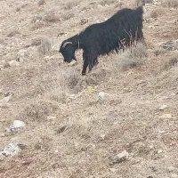 بزجوان|حیوانات مزرعه|طرهان, |دیوار