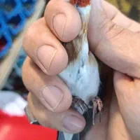 شاه سهره یک وجبی