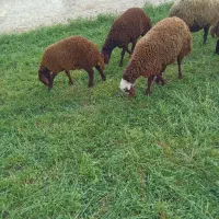 سه راس بره نر و دو راس ماده و یک چپش|حیوانات مزرعه|اصفهان, قهاب جنوبی|دیوار