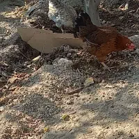 ۱۴ عدد مرغ تخم گذار سالم|حیوانات مزرعه|شاهدشهر, |دیوار