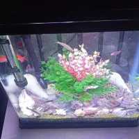 آکواریوم|ماهی|اردبیل, |دیوار