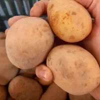 سیب زمینی|خوردنی و آشامیدنی|قیدار, |دیوار