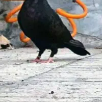 کبوتر یا کفتر ارشلینگل|پرنده|اندیشه, اندیشه فاز ۲|دیوار