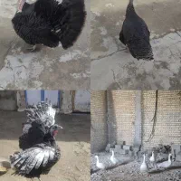 سه عدد بوقلمون ، پنج عدد غاز