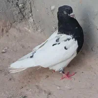 پرنده فروشی