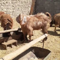 بزپاکستانی