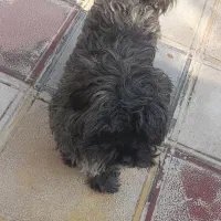 ۲عدد(سگ پاکوتاه)|سگ|کرج, کمالشهر|دیوار