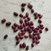 پخش انواع حبوبات همدان