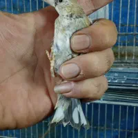 جوجه قفس|پرنده|تهران, اتابک|دیوار