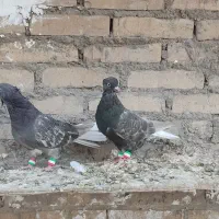 دوتا ماده کوهی دمسفید نسل پرتقالی دمسفید|پرنده|اهواز, کیان اباد|دیوار