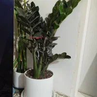 گل زاموفلیاسوپربلک|گل و گیاه طبیعی|نسیمشهر, |دیوار