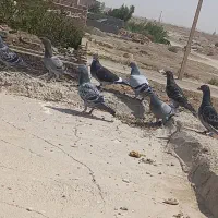 کبوتر گمشده