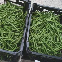 لوبیا سبز چین اول بدون نخ درجه یک