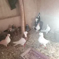فروش ۱۲عددکبوترپرشی