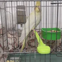 جفت عروس هلندی لوتینو|پرنده|کاشان, فاز ۲ ناجی آباد|دیوار