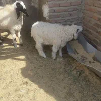 یه بره نر مری و یه ماده مری|حیوانات مزرعه|زاهدان, |دیوار