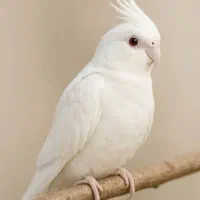 عروس هلندی یک جفت