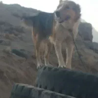 سگ بزرگ|سگ|تفت, |دیوار