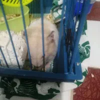 فروش همستر خانگی