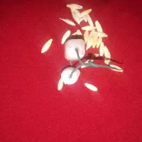 جفت نرماده اصل سلیمانی باستانی|جواهرات|اهواز, کیان اباد|دیوار