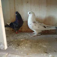 کبوتر پرشی  ۲۰۰۰۰۰