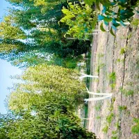 انجام کلیه خدمات باغبانی|خدمات باغبانی و درختکاری|تهران, پاسداران|دیوار