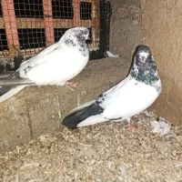 کبوتر کله ای