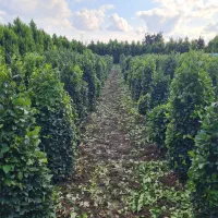 فروش درختچه یاس هلندی توپی و مخروطی|گل و گیاه طبیعی|بهنمیر, |دیوار