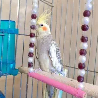 عروس هلندی 10ماهه نر