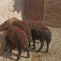 بره شش تاچهارتانر ودوتاماده ویک عدد بزغاله نر
