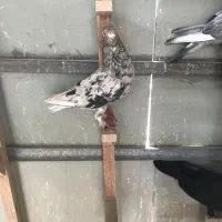 سرور دم سفید و سرور پلاکی