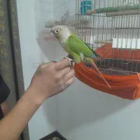 گرینچیک نر فول دستی سخن گو