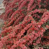 درخت زرشک آقای درختی