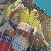 عروس هلندی لوتینو نروماده سروحال و آس ومرغ عشق