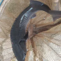 ماهی خاویاری|ماهی|رشت, رشتیان|دیوار