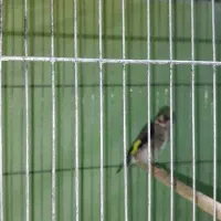 پرنده|پرنده|بندر امام خمینی, |دیوار