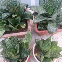 انواع گل های طبیعی|گل و گیاه طبیعی|بناب, |دیوار