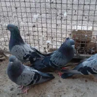 کبوتر کفتر سبز کاکلی پرشی
